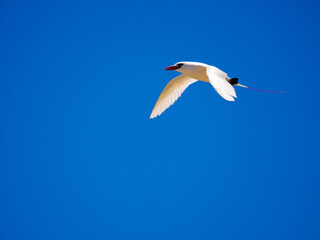 Red-tailed tropicbirds, Phaeton rubricauda, are excellent flyers, southern Madagascar