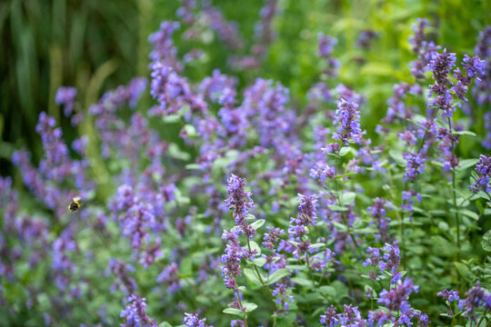 Nepeta 'Joanna Reed'