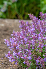 Fototapeta premium Nepeta 'Kittenground'