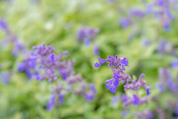 Nepeta 'Limelight'