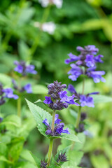 Nepeta 'Neptune'