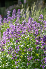 Obraz premium Nepeta 'Summer Blues'