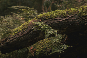 the mossy trunk in the forest