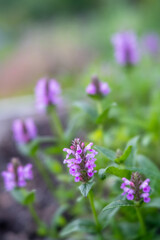 Nepeta nervosa 'Pink Cat'