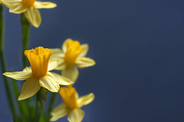 Obraz premium Yellow daffodils on a blue background. The concept of spring or love. Postcard. The dark key. Soft focus. Copy space