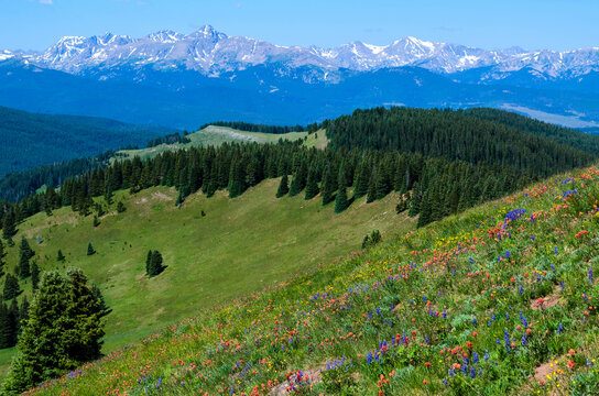 Wildflowers blooming on Shrine Pass, Vail, Colorado, USA.