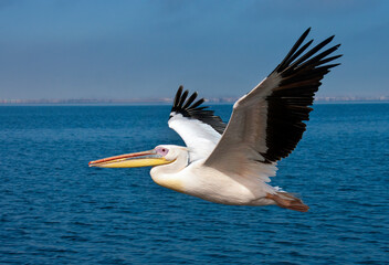 A Great White Pelican (Pelecanus onocrotalus) in flight over the sea on the coast of Namibia, Africa. - obrazy, fototapety, plakaty