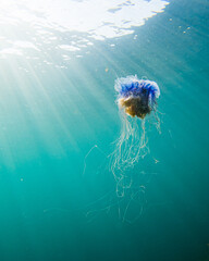 Blue jellyfish near the surface.