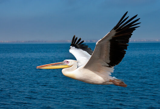 A Great White Pelican (Pelecanus onocrotalus) in flight over the sea on the coast of Namibia, Africa.