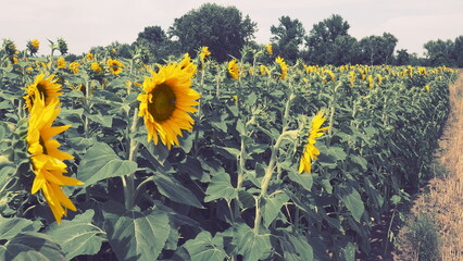 The Helianthus sunflower is a genus of plants in the Asteraceae family. Annual sunflower and...