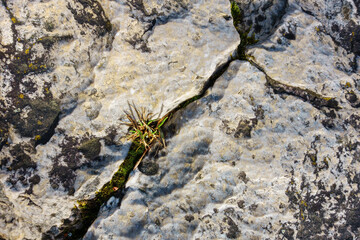 In den alpinen Steinfugen wächst einzelnes Gras