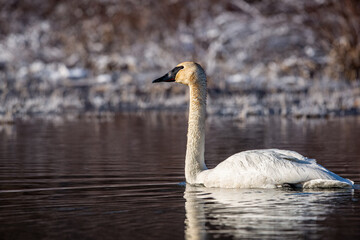 Swan On Lake In Winter