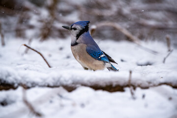 Blue Jay In Snow