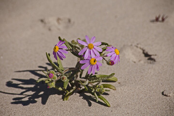 Blue Marguerite (Felicia amelloides) 11400