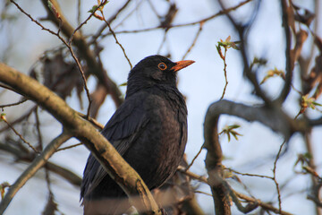 close up of a male common blackbird on a branch	- Turdus merula