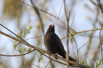 close up of a male common blackbird on a branch	- Turdus merula