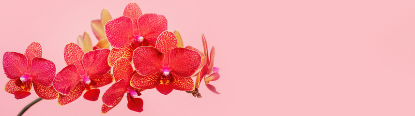 Fototapeta na wymiar Wide panoramic view of Phalaenopsis orchid flowers on pink backg