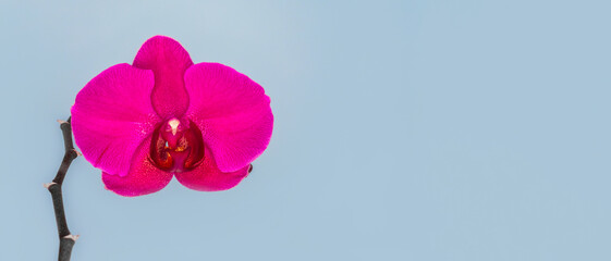Wide panoramic view of Phalaenopsis Stellenbosch purple flower on a blue background. Copy space. Tropical flower, branch of orchid close up. Purple orchid background. Holiday, Women's Day, Flower card