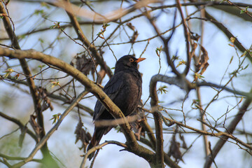 close up of a male common blackbird on a branch	- Turdus merula