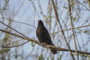 close up of a male common blackbird on a branch	- Turdus merula
