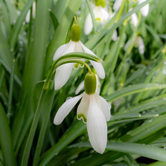 snowdrops in the garden