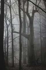 mysterious view of fog in the woods and old building hiding in background