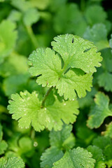 closeup the bunch ripe green coriander plants with leaves growing in the farm soft focus natural green brown background.