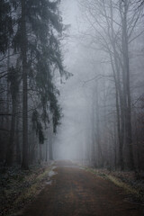 Fototapeta na wymiar mysterious view of fog in the woods with snow covered road