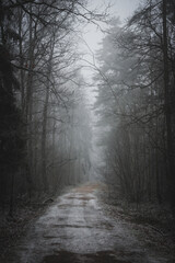 mysterious view of fog in the woods with snow covered road