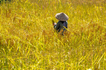 Northern Vietnam, a woman is harvesting  rice plants