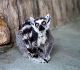 Photos of funny lemurs