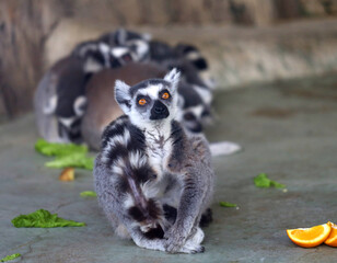 Obraz premium Photos of funny lemurs