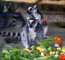 Photos of funny lemurs