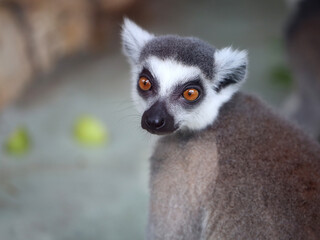 Photos of funny lemurs