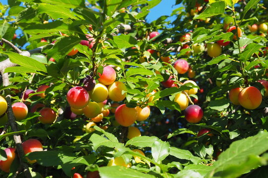 Prunus cerasifera is a species of plum known by the common names cherry plum and myrobalan plum. ornamental tree for garden and landscaping. Yellow and red plum fruits on the branches