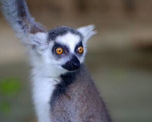 Fototapeta premium Photos of funny lemurs