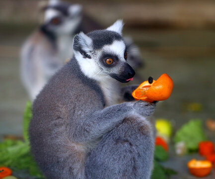 Photos of funny lemurs