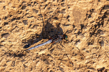 Norhtern Vietnam, Violet Dropwing Dragonfly.