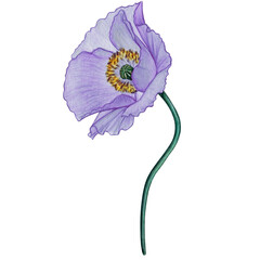 watercolor hand drawn pastel poppy flower