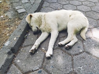 A stray white dog sleeps on a street tile. The animal extended its paws and closed its eyes. Rest...