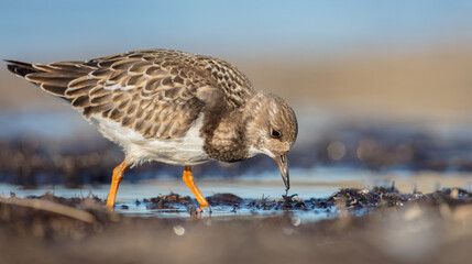 Ruddy Turnstone -  at the sea shore on autumn migration way