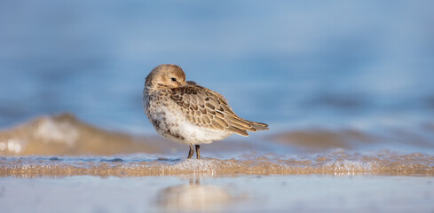 Dunlin - young bird at a seashore on the autumn migration way
