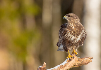 Common Buzzard in early spring at a wet forest
