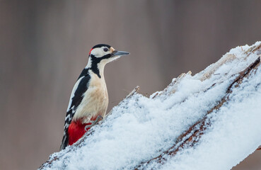 Great Spotted Woodpecker - male - in the wet forest in winter