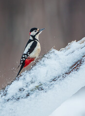 Great Spotted Woodpecker - male - in the wet forest in winter