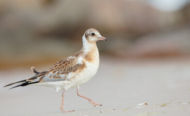 Black-headed Gull - juvenile bird on a sea cost 