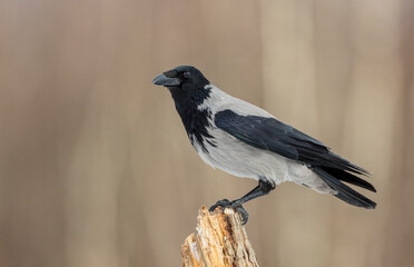 Hooded Crow - at the wet forest in early spring