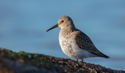 Dunlin - young bird at a seashore on the autumn migration way