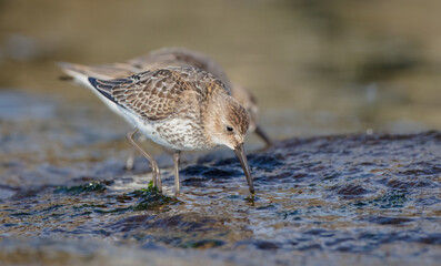 Dunlin - young bird at a seashore on the autumn migration way
