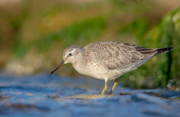 Red Knot - on the autumn migration way at a seashore